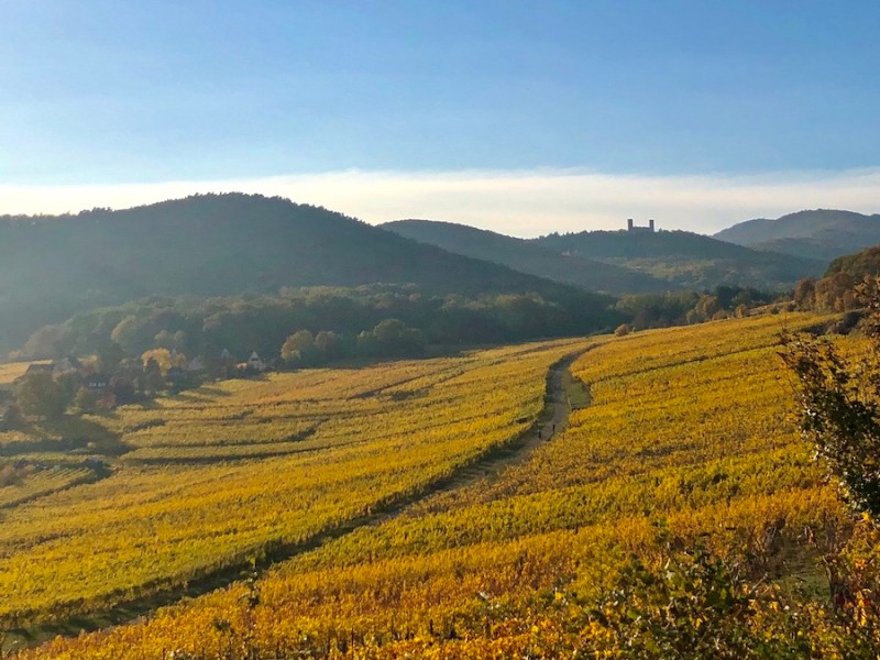 Se promener dans les vignes à&nbsp;Mittelbergheim
