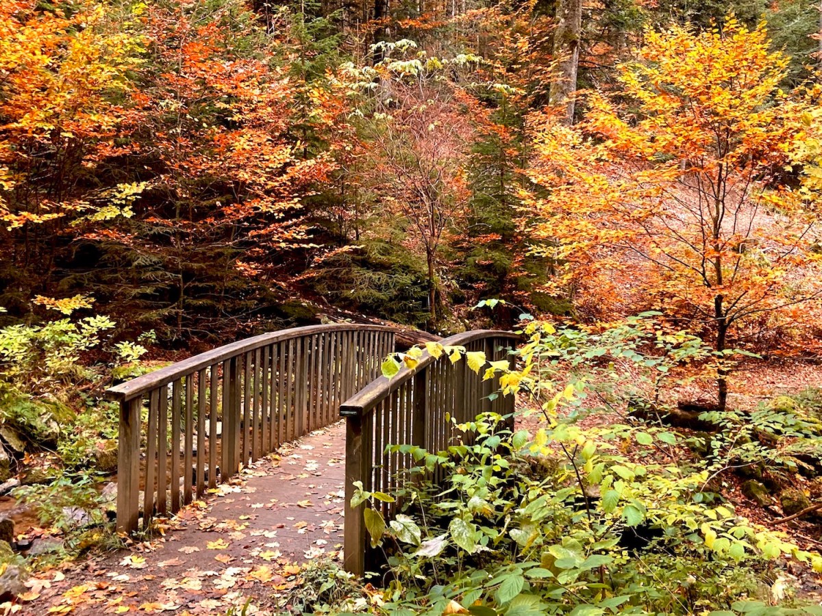 Faire une randonnée au Hohwald,&nbsp;Alsace